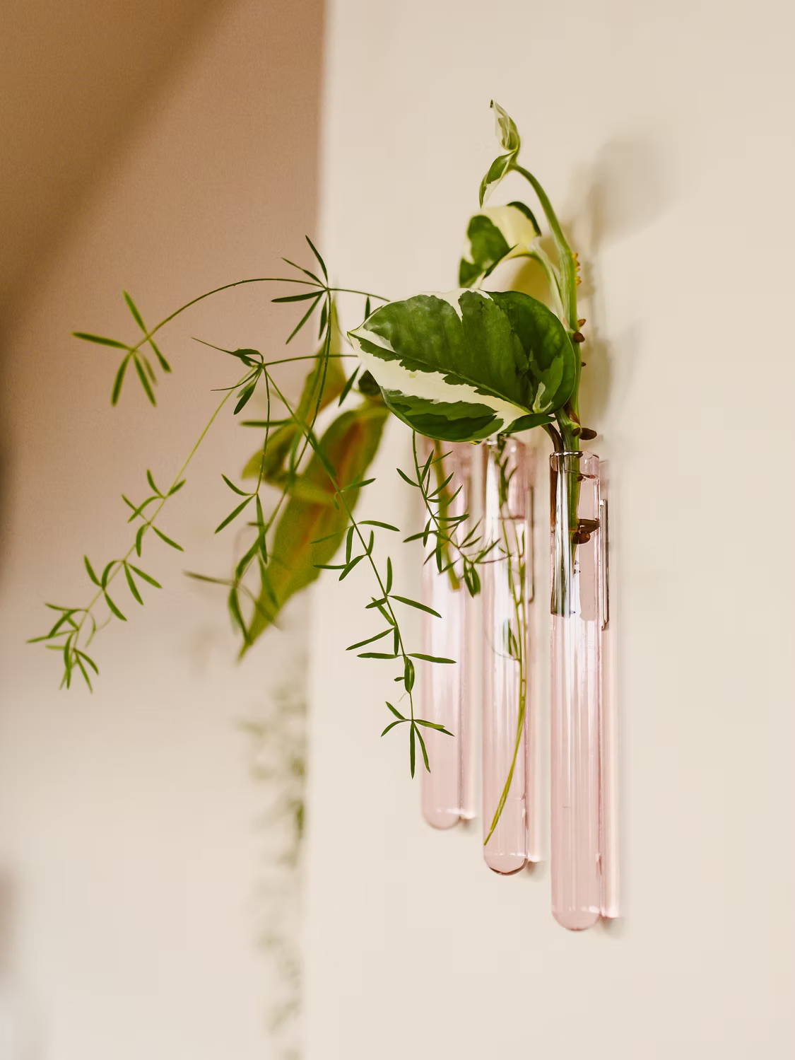 Lot de 3 Soliflores simple Walleaf