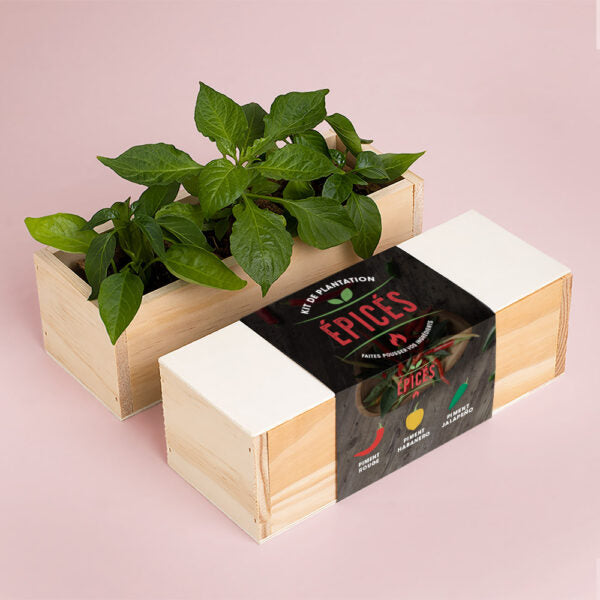 Kit de plantation épicés Resetea